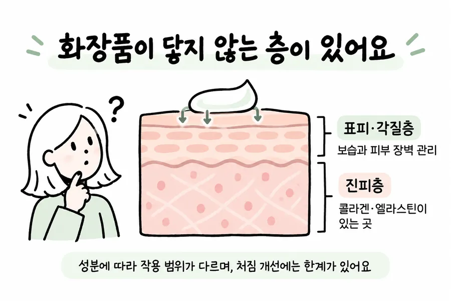 化粧品が届く表皮・角質層と、コラーゲン・エラスチンがある真皮層を区別した図
